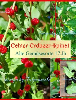 ♥ BIO Erdbeerspinat Alte Gemüsesorte,Samen Garten Tulpenstolz,Salat,samenfest,essbare Blüten,Spinat,rote Früchte - Hamburg