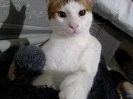 🐱 Katzenbaby Goshi sucht Happy Home🐱❣️ - Eislingen (Fils)