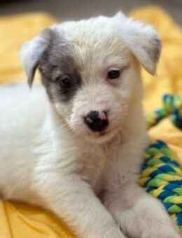 Mozart (Kugel😊) süßer Welpe - Kallmünz