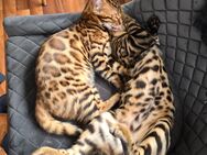 Reinrassige Bengal kitten abzugeben aus liebevoller Zucht - Leer (Ostfriesland)
