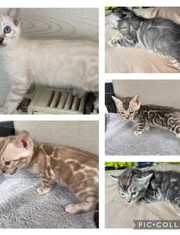 Exklusive Bengal kitten mit Stammbaum - Dortmund
