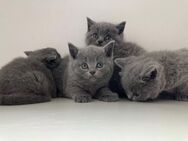 Bkh Britsch Kurzhaar kitten Blue Point abgabebereit - Lohne (Oldenburg)