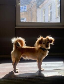 Kleiner Mio sucht ländliches Zuhause! - Berlin
