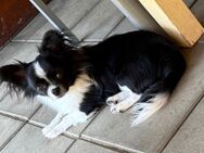 Langhaar Chihuahua Rüde - Limbach (Sachsen)