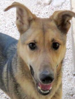 Bonito 2 -lieb,kräftig,ungestüm- - Oldenburg