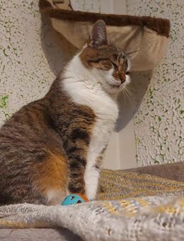 Gonia sucht Geborgenheit - Hochheim (Main)