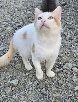 Moon 🐾 findet gekrault zu werden toll - Kirchheim (München)