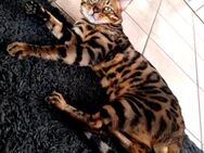 Erlando Prachtvoller Bengal Deckkater - Ankum