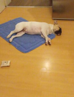 Französische bulldogge Mix - Bitterfeld-Wolfen