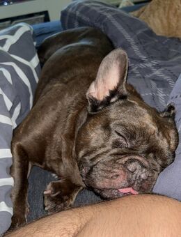 Französische Bulldogge – Rüde, 3 Jahre, gechipt & top erzogen - Blieskastel Zentrum
