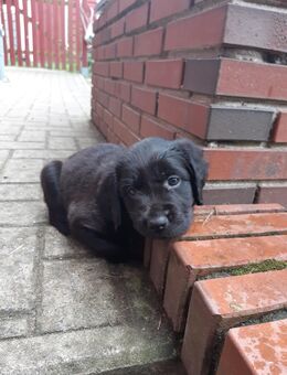 Mischlingswelpen Bordercollie/kl. Münsterländer - Carlow