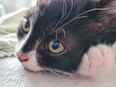 Katze 12 wochen in 52351