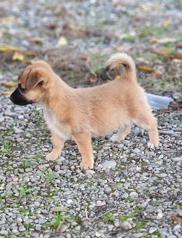 Jack Russell Rauhaar - Kandern