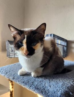 Tiramisu Süße Versuchung - Stein-Wingert