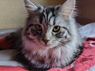 Katze abzugeben - Dortmund Hombruch