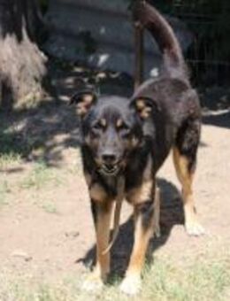 Nando - wer befreit ihn von der Kette 🐾 - Elsdorf (Nordrhein-Westfalen)
