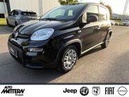 Fiat Panda, 1.0 City Paket, Jahr 2024 - Herford (Hansestadt)