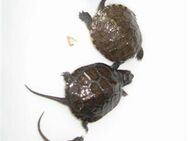 Europäische Sumpfschildkröten - Fürth