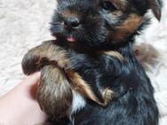 Yorkshire Terrier Welpen mini Rüde