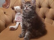 Maine Coon Kitten Mädchen absofort zur abgabe bereit - Wetterzeube