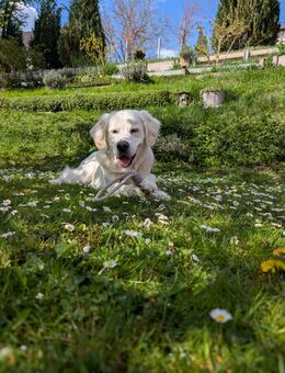 Liebevoller Golden Retriever Rüde sucht ein neues Zuhause - Thalmässing