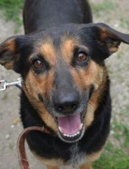 Freundliche ALFA - Gefrees