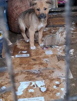 Welpenjunge Timon - Rambin