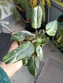 Philodendron White Princess - Schönkirchen