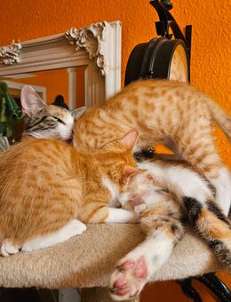 Süße Katzenbabys - Bad Gottleuba-Berggießhübel