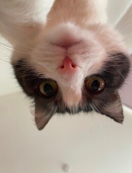 Katze zu vergeben - Bremen