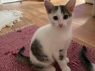Katzenkind sucht ein Zuhause - Lüneburg