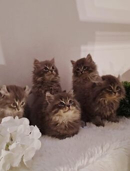 Süße Kitten abzugeben - Leipzig Südost