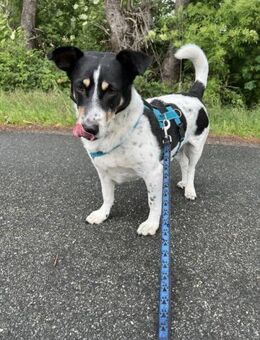 Jimmy sucht hundeerfahre Menschen - Paderborn