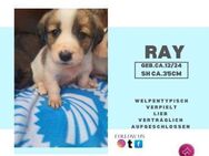 Ray ❤️- zauberhafter Welpe aus Bulgarien - Rambin