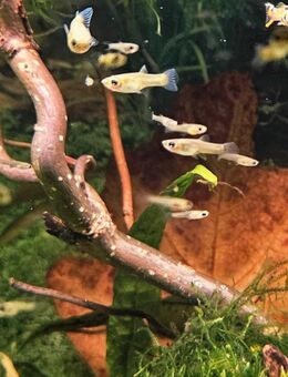 ❗️Schöne Guppy Jungfische ❗️ - Kropp