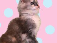 Typvolles Maine Coon Poly Kitten - Bernburg (Saale)