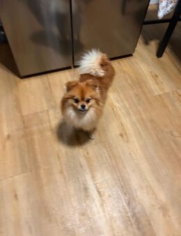 Hund Pomeranian - Hamburg