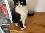Felix aus dem Tierschutz - Grevenbroich