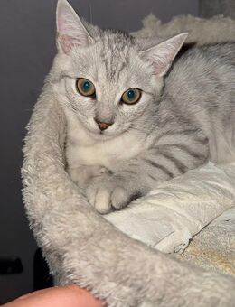 Wunderschöne Bengal x BKH Kitten (weiblich) – bereit für ein liebevolles Zuhause! - Hünstetten