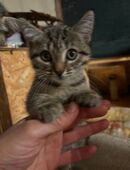 Kitten. Mix, Katzen in 56564
