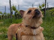 Rudi sucht dringend endgültiges Körbchen - Freiburg (Breisgau)