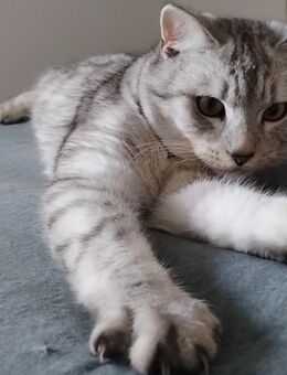 Bkh Ekh Kitten - Betzdorf