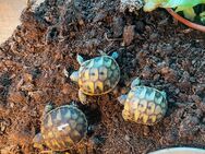 Griechische Landschildkröten Testudo hermanni NZ 2024 - Zusamaltheim