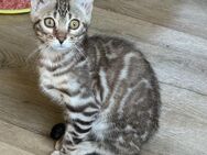 Bengal Kater 15 Wochen Reinrassig bringen möglich - Dortmund