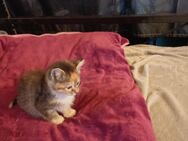 Katzenbabys - Ostercappeln