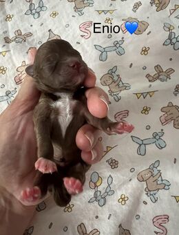 Bolonka Zwetna Welpen am 26.10.2025 auf die Welt gekommen - Köthen (Anhalt)