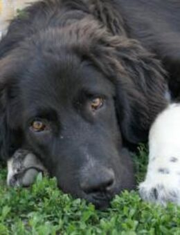 Kuschelbär Juhani - Kallmünz