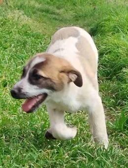 Kylie - eine entzückende Persönlichkeit - Mettmann