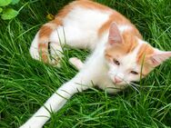 Katzenbabys suchen…. - Trier