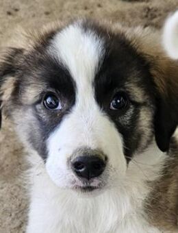 Lexya, geb. ca. 02/2025, GRIECHENLAND - Euskirchen